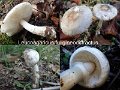 Leucoagaricus fuligineodiffractus-amf2062-1